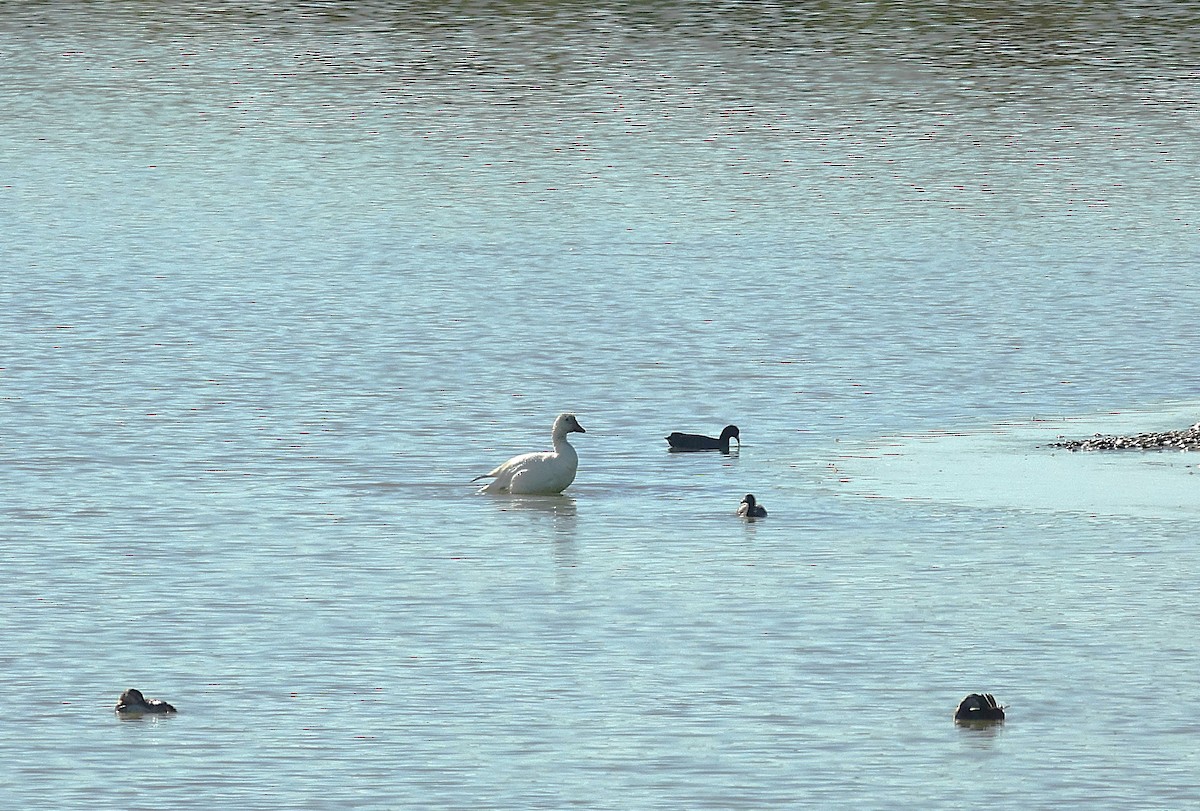 Snow Goose - ML622160795