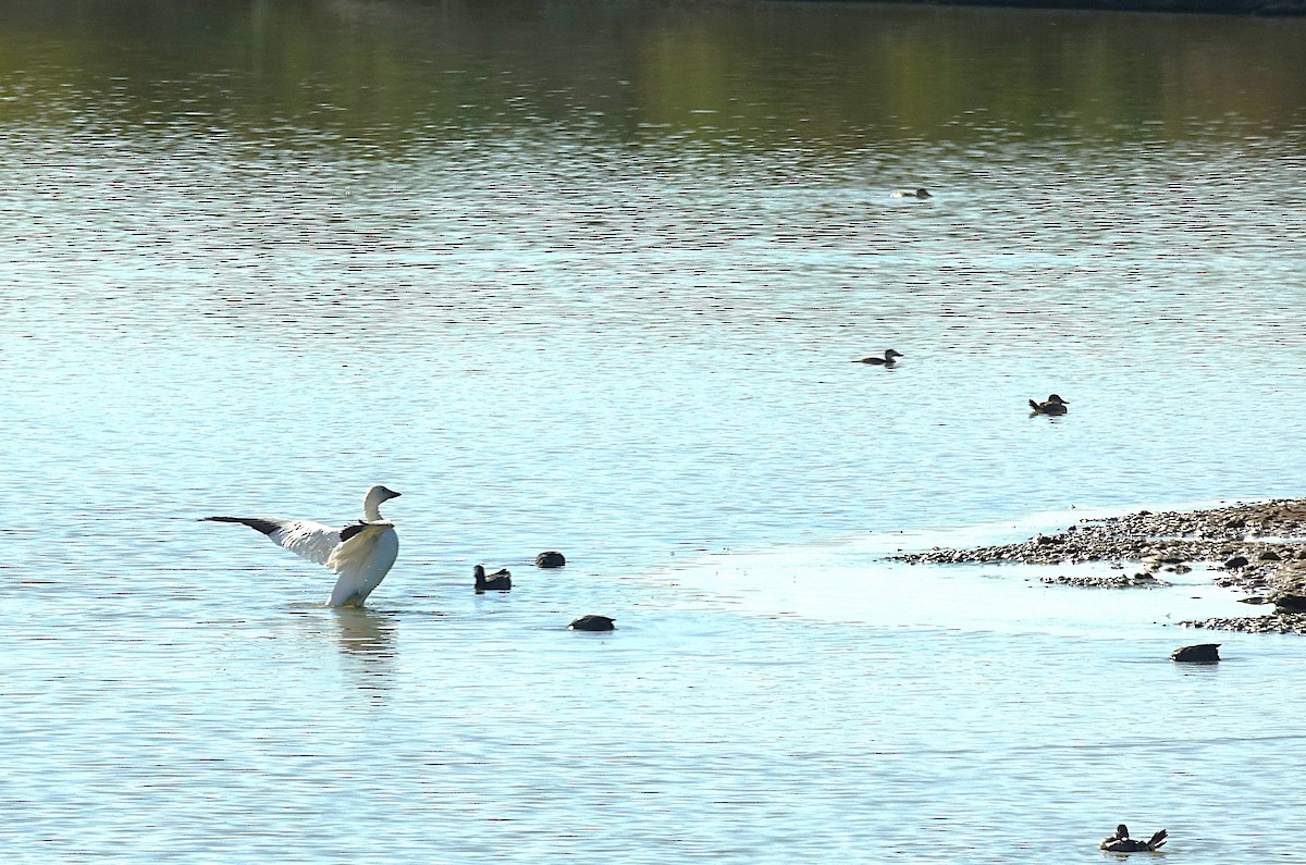 Snow Goose - ML622160822