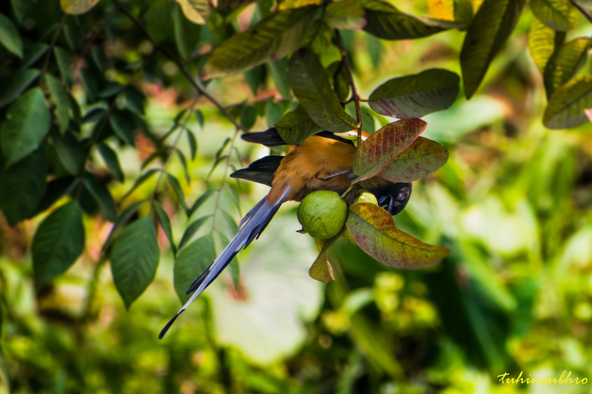 Rufous Treepie - ML622160844