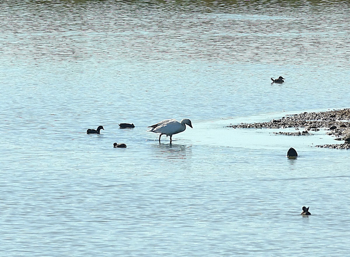 Snow Goose - ML622160858