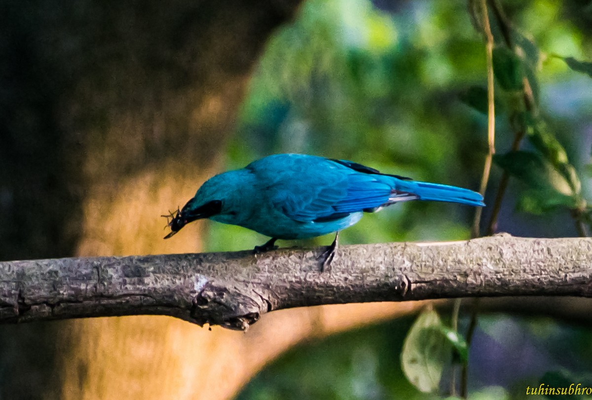 Verditer Flycatcher - ML622160864