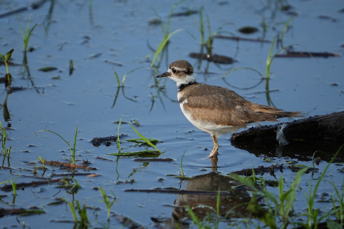 Killdeer - ML622160869