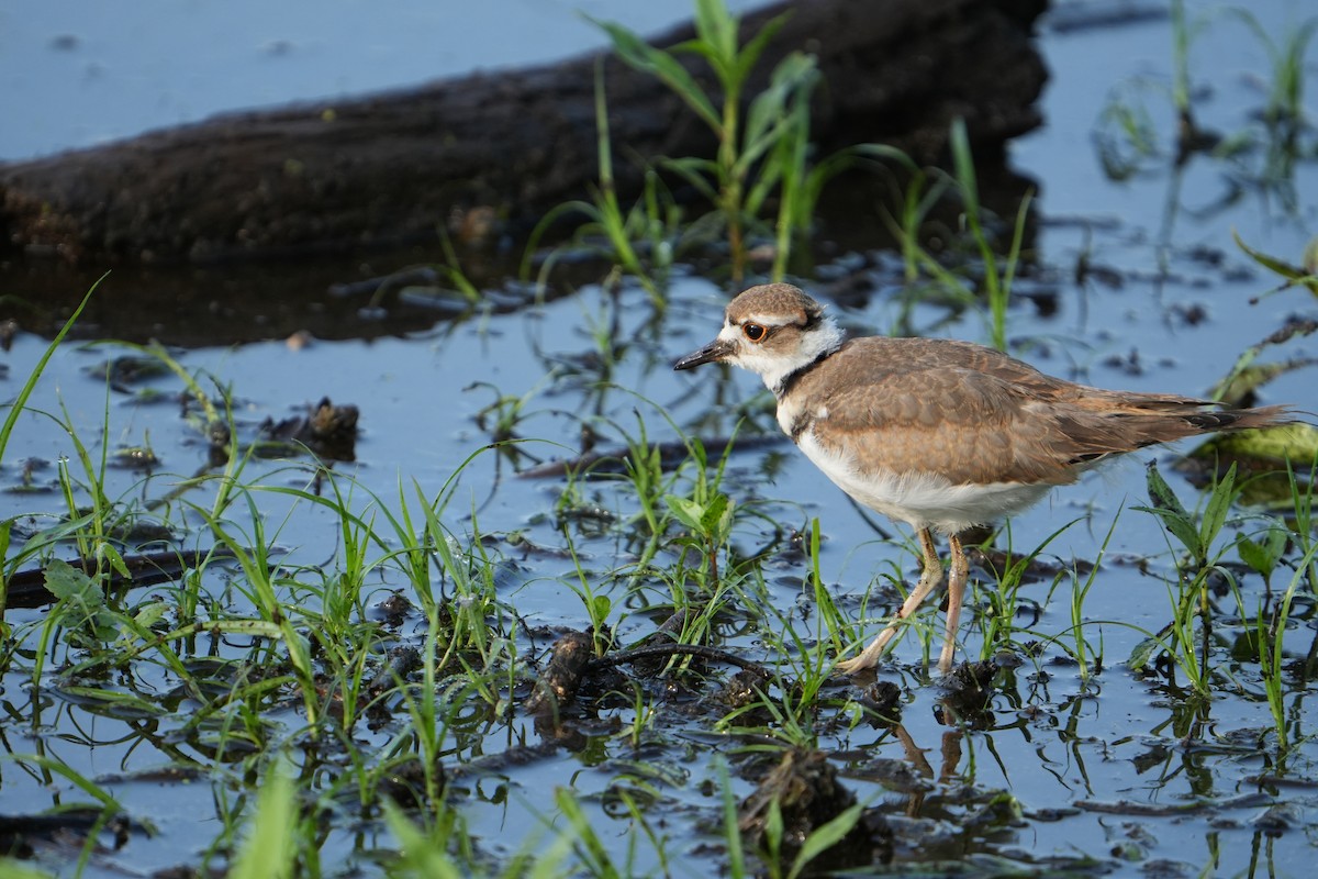 Killdeer - ML622160870