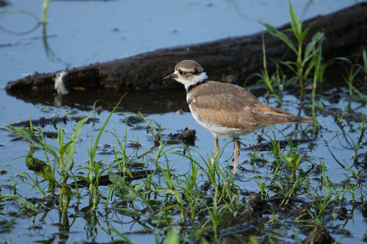 Killdeer - ML622160871