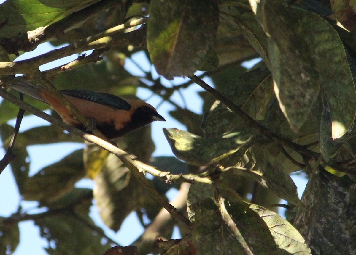 Burnished-buff Tanager - Miguel  Magro