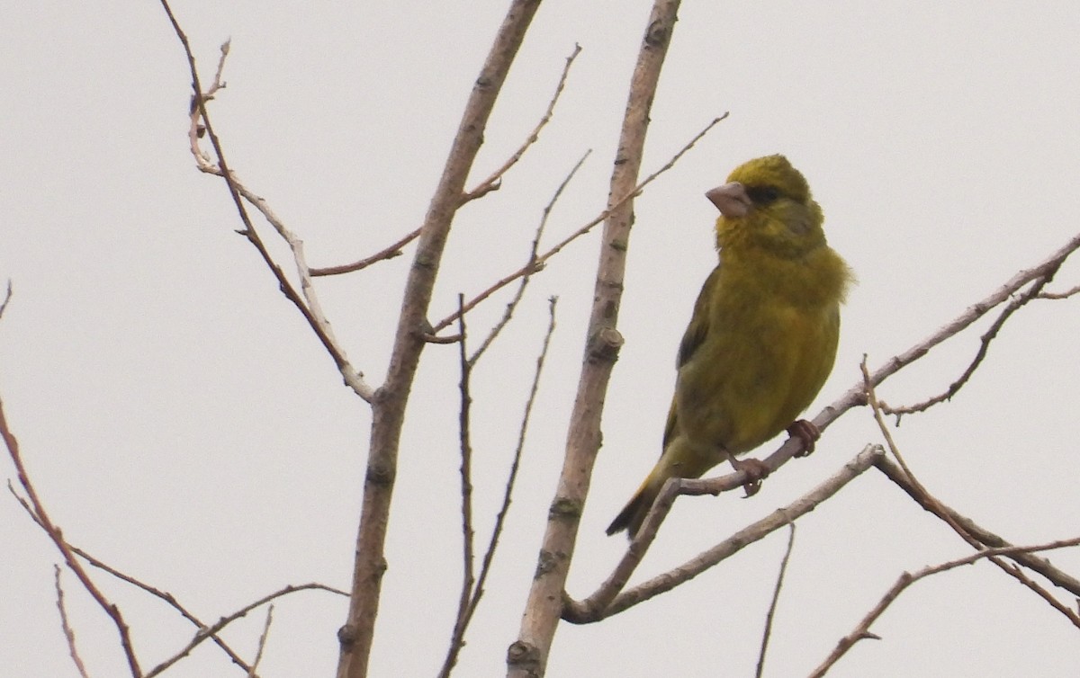 European Greenfinch - ML622160875