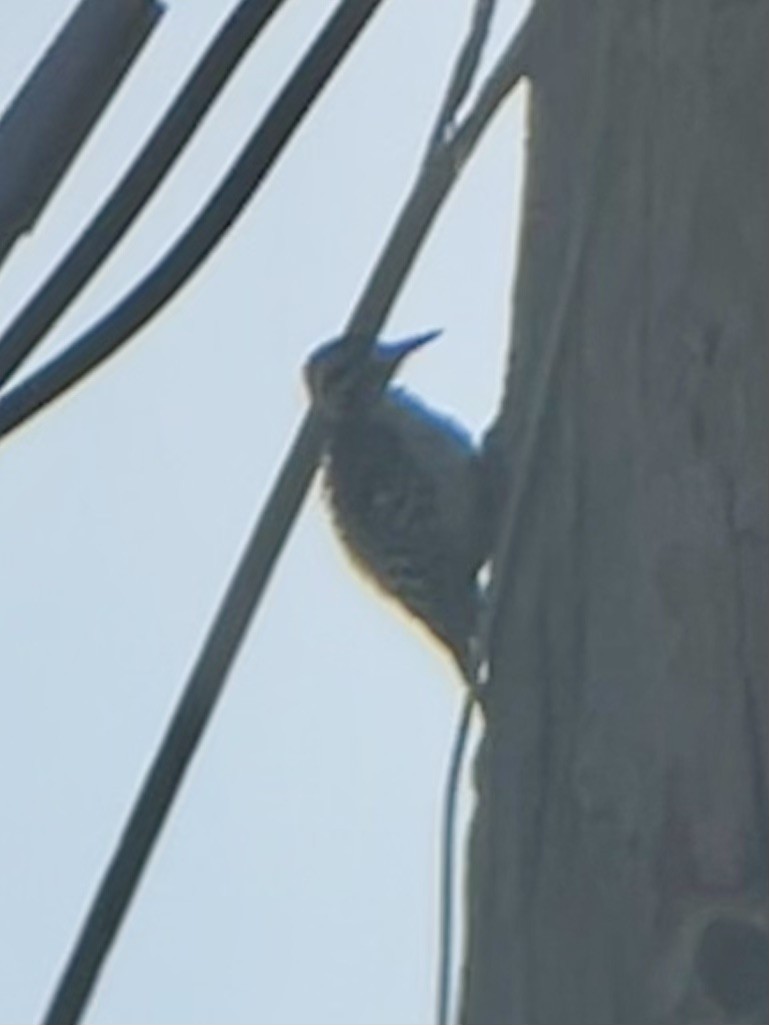 Ladder-backed Woodpecker - Kyle Hanson