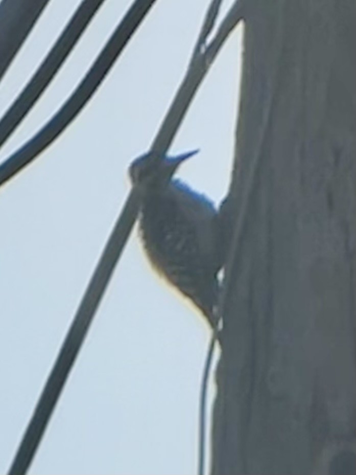 Ladder-backed Woodpecker - ML622160877