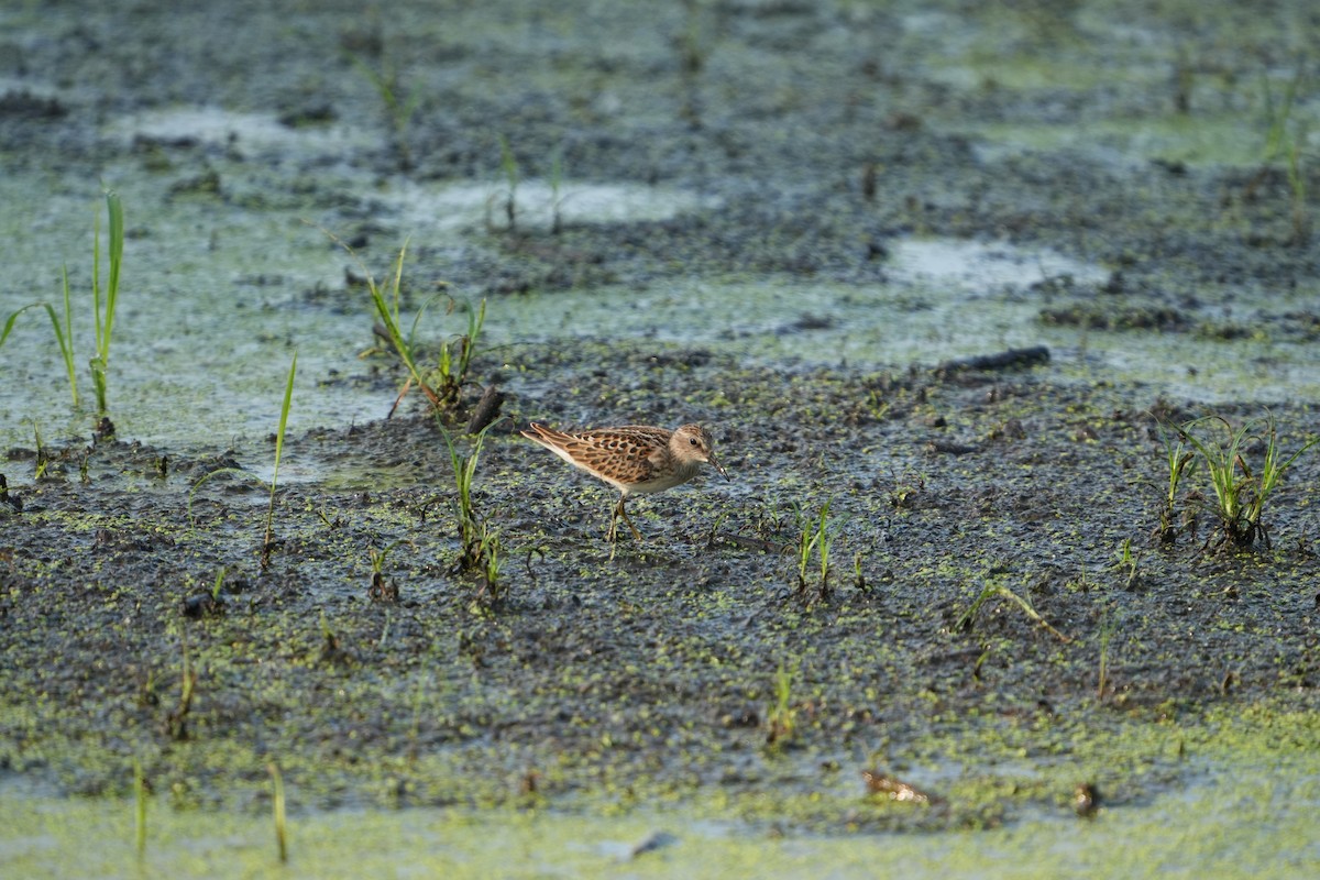 Least Sandpiper - ML622160880