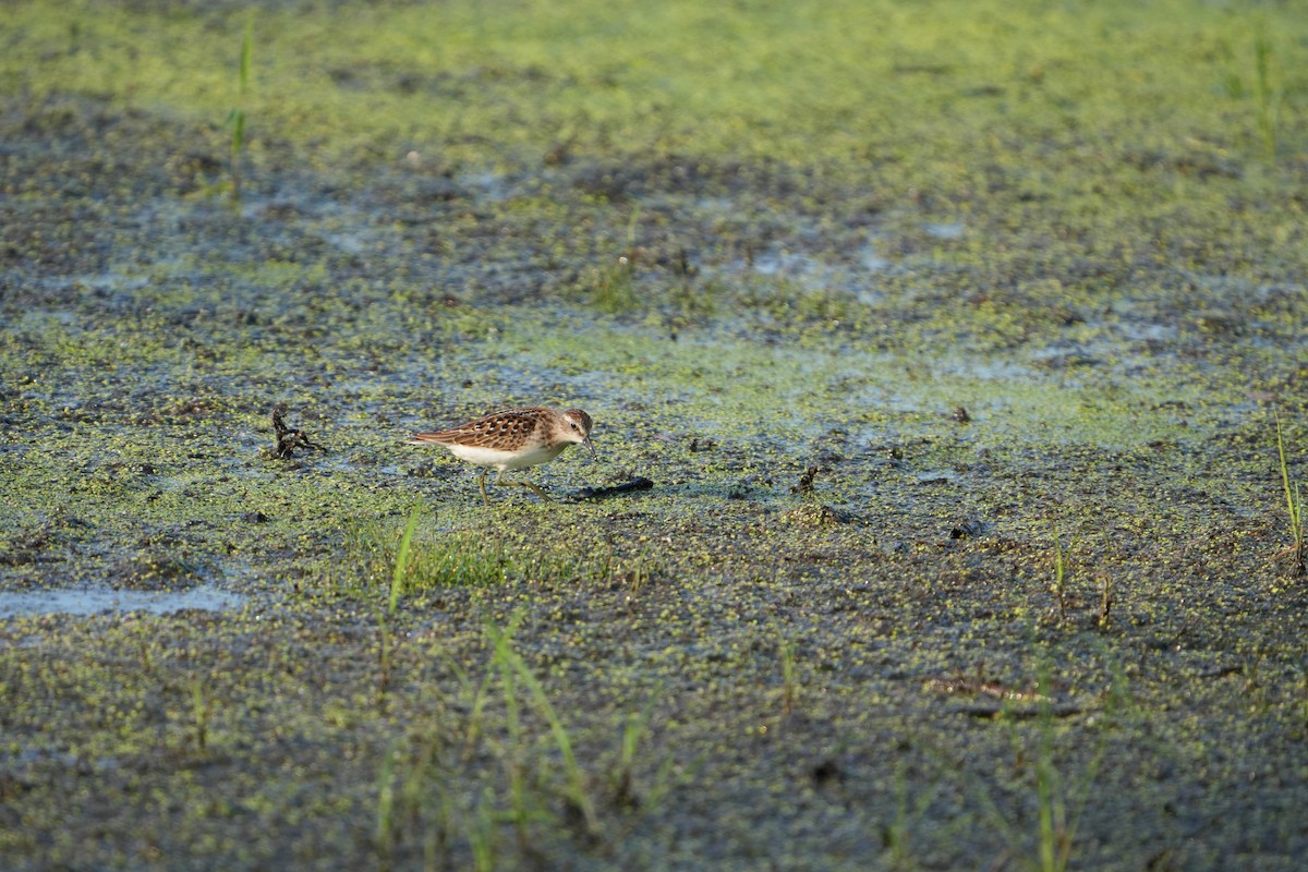 Least Sandpiper - ML622160882