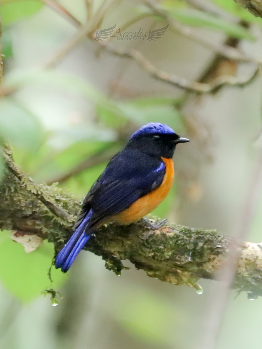 Rufous-bellied Niltava - ML622160886