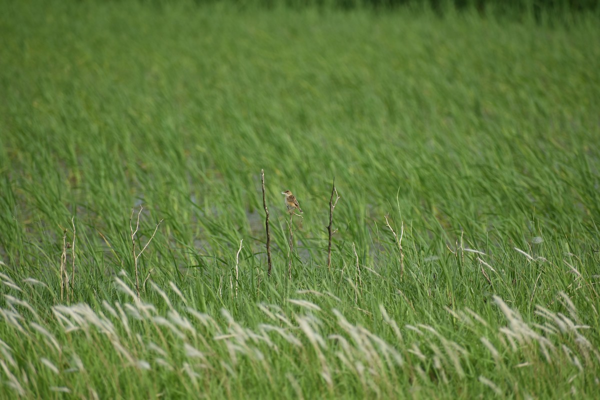 Zitting Cisticola - ML622160887