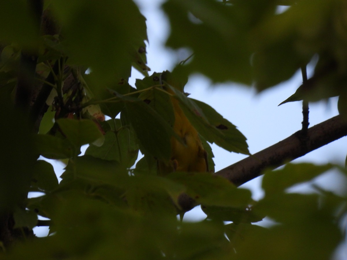 Common Yellowthroat - ML622160888