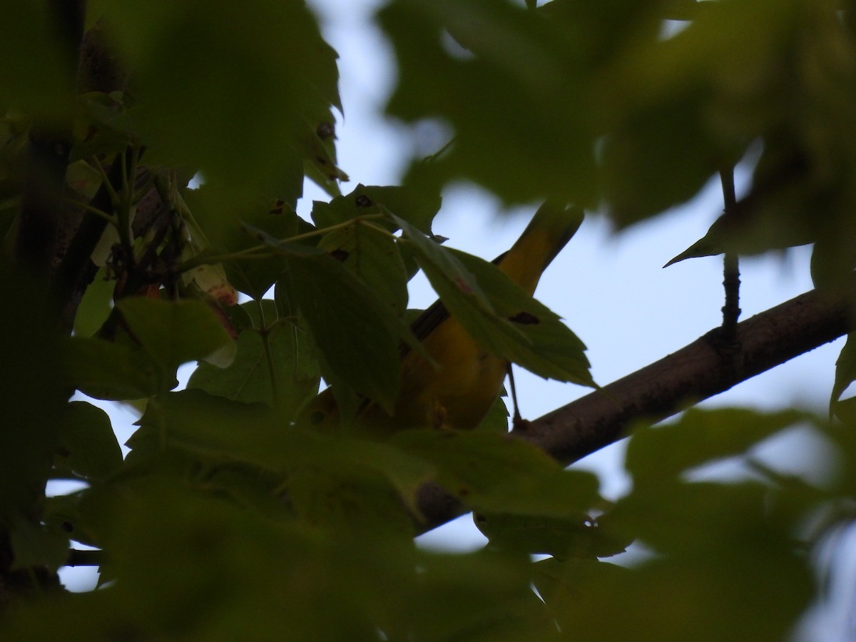 Common Yellowthroat - ML622160889