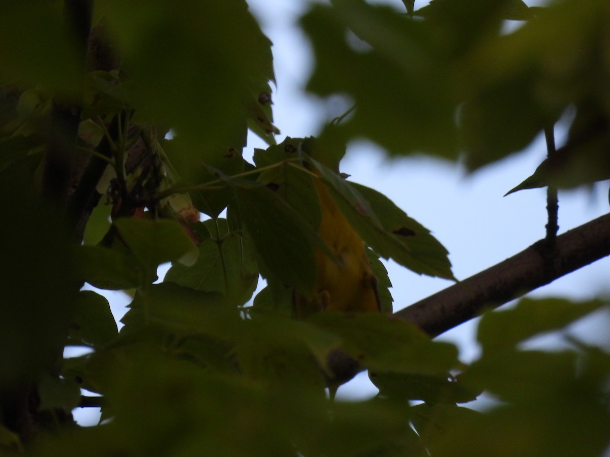 Common Yellowthroat - ML622160890