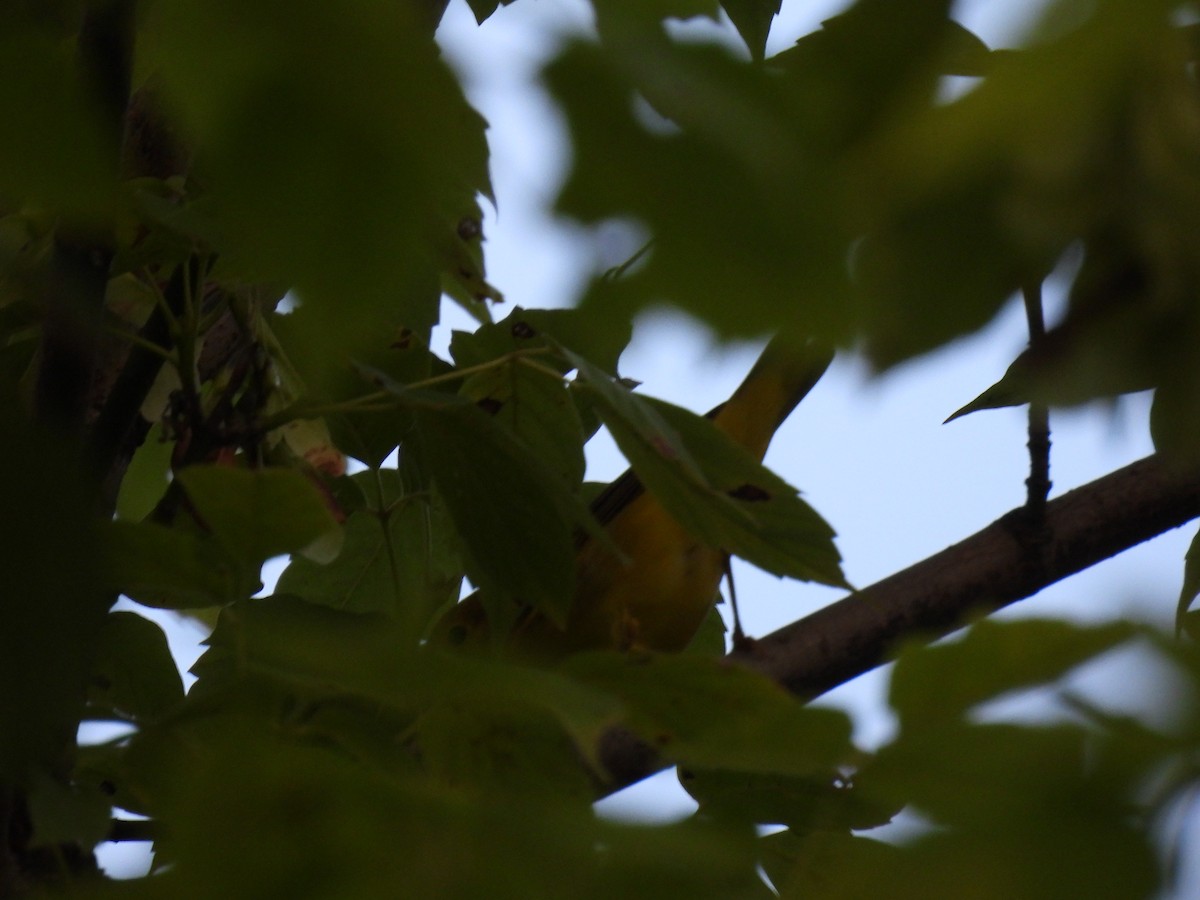 Common Yellowthroat - ML622160891