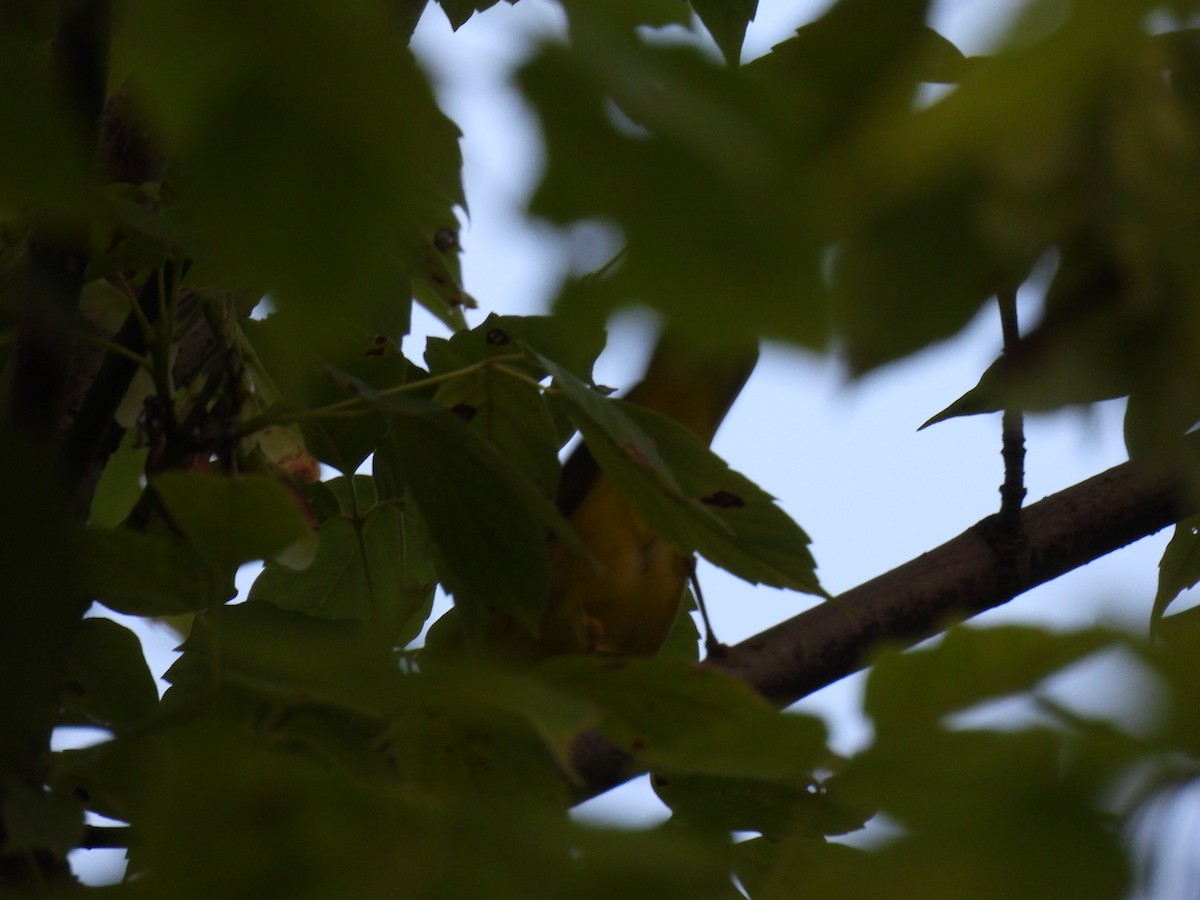 Common Yellowthroat - ML622160892