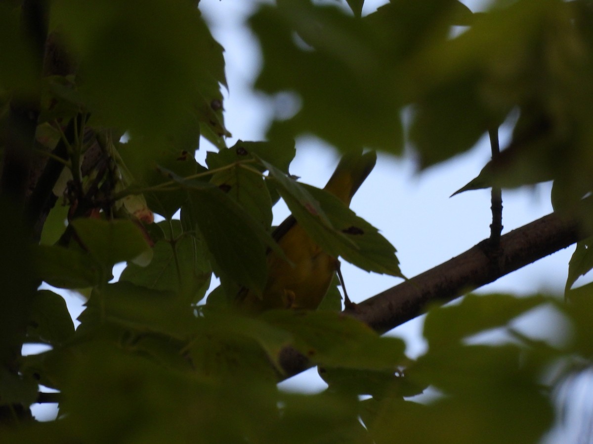 Common Yellowthroat - ML622160893