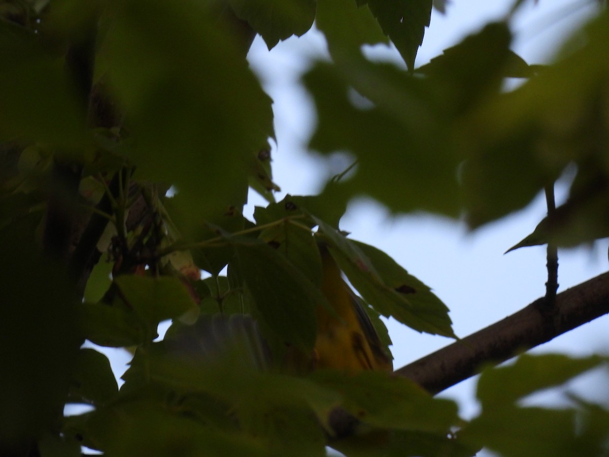 Common Yellowthroat - ML622160894