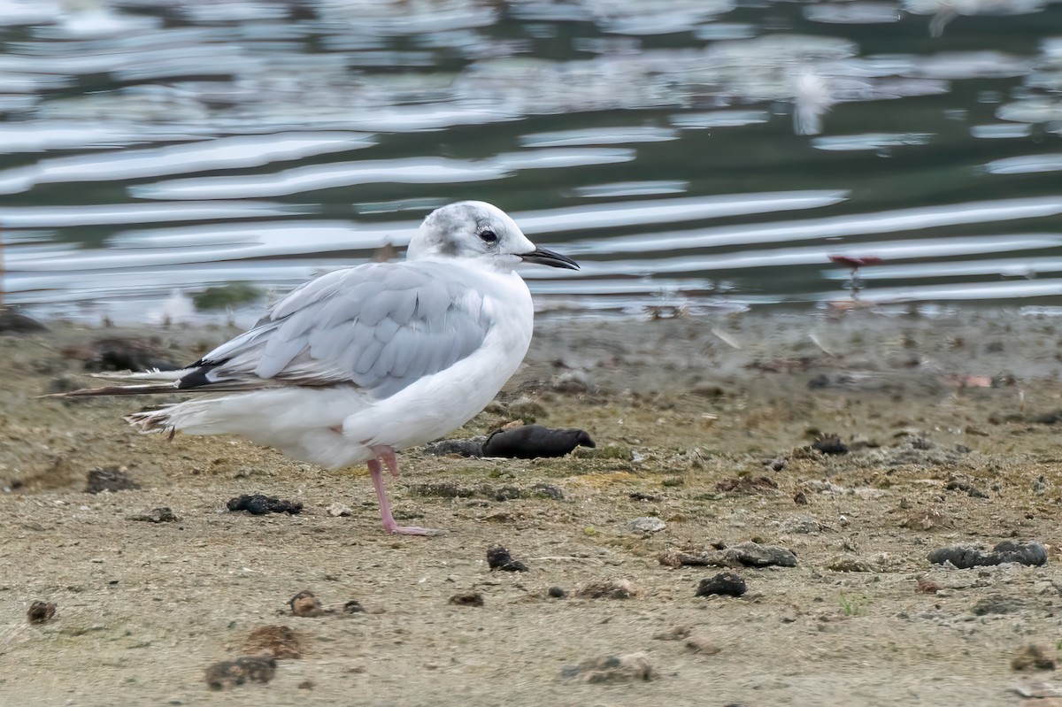 Bonaparte's Gull - ML622160900