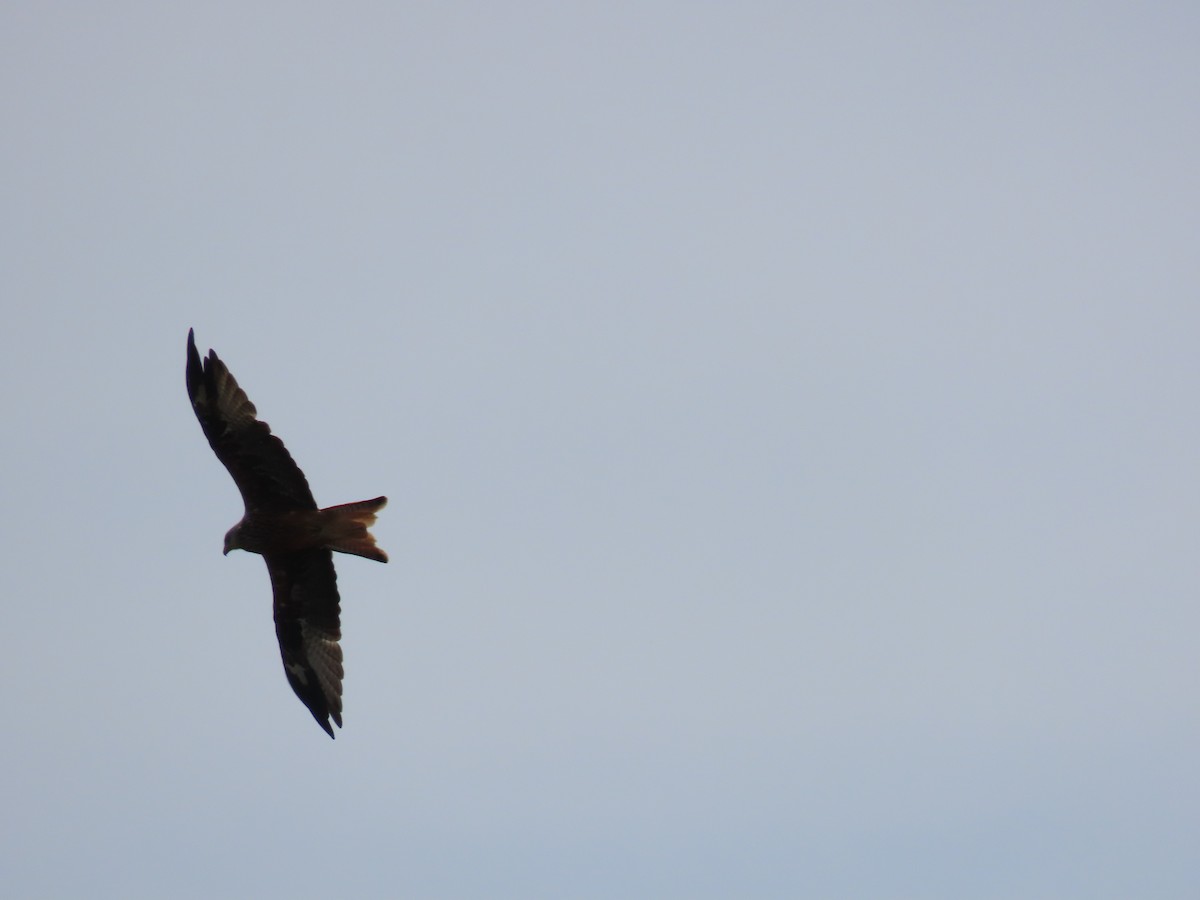 Red Kite - ML622160905