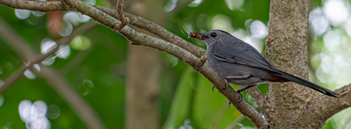 Gray Catbird - ML622160909