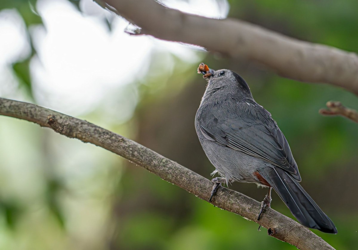 Gray Catbird - ML622160910