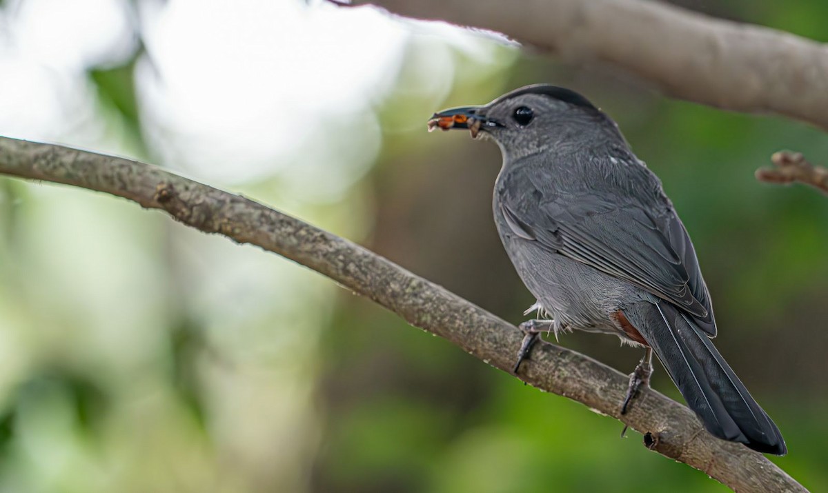 Gray Catbird - ML622160911