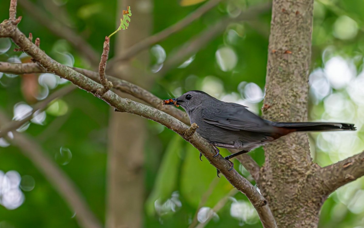 Gray Catbird - ML622160912