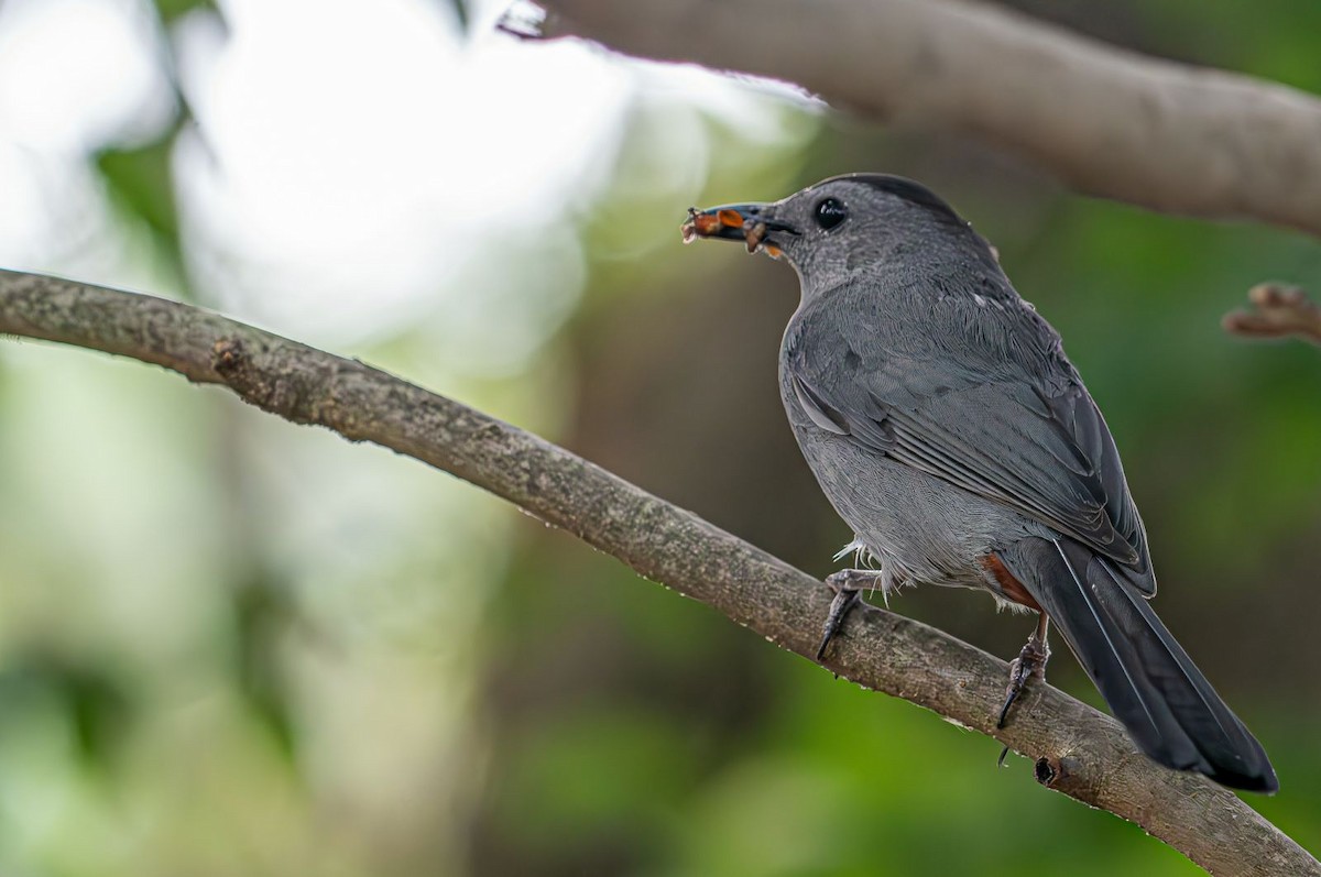 Gray Catbird - Guy DiRoma