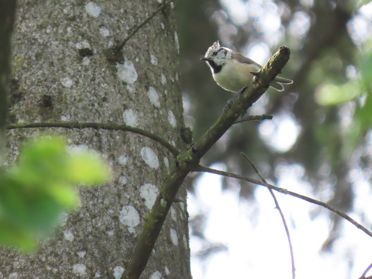 Crested Tit - ML622160914
