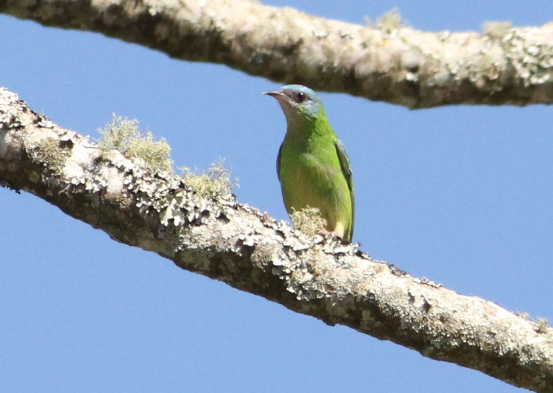 Blue Dacnis - ML622160918