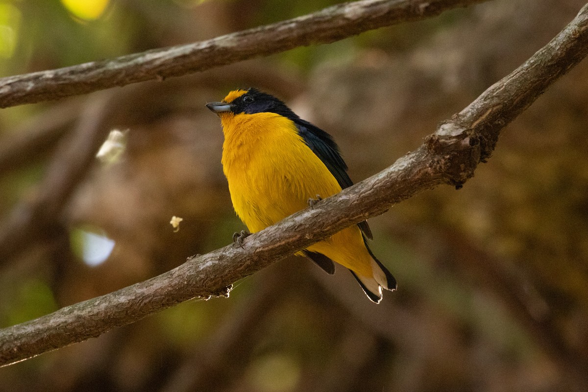 Violaceous Euphonia - Celso Modesto Jr.