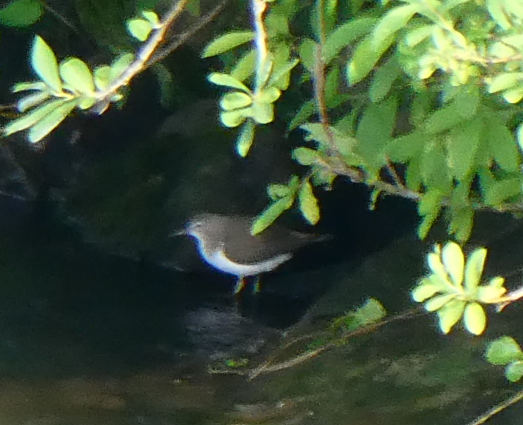 Common Sandpiper - ML622161053