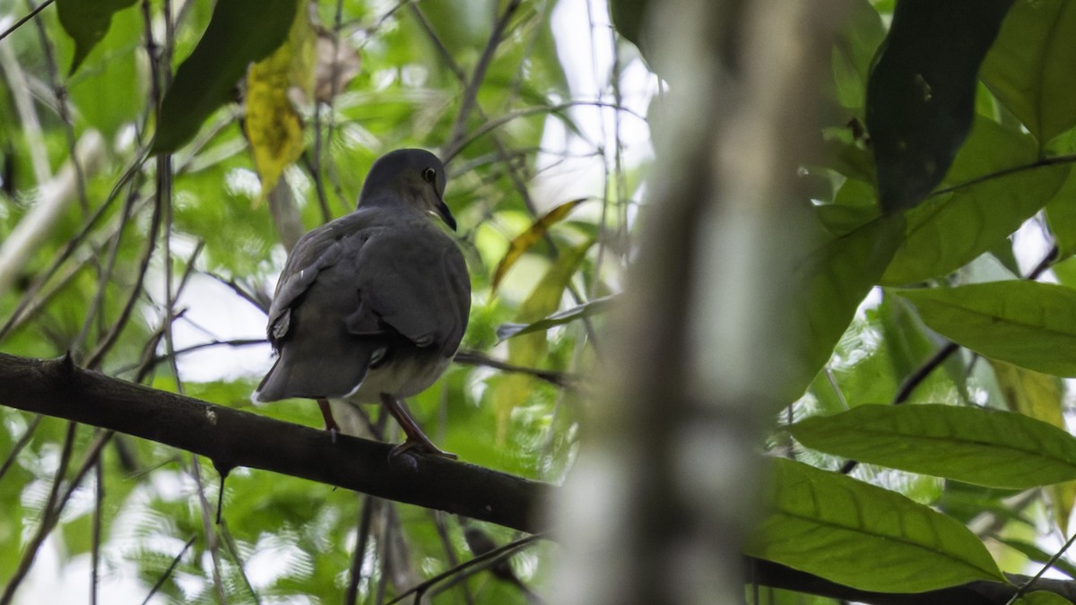 Gray-headed Dove (Gray-headed) - ML622161055