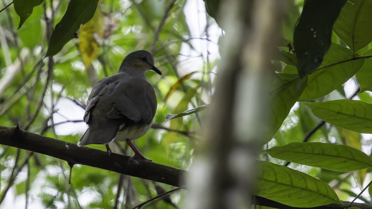 Gray-headed Dove (Gray-headed) - ML622161058