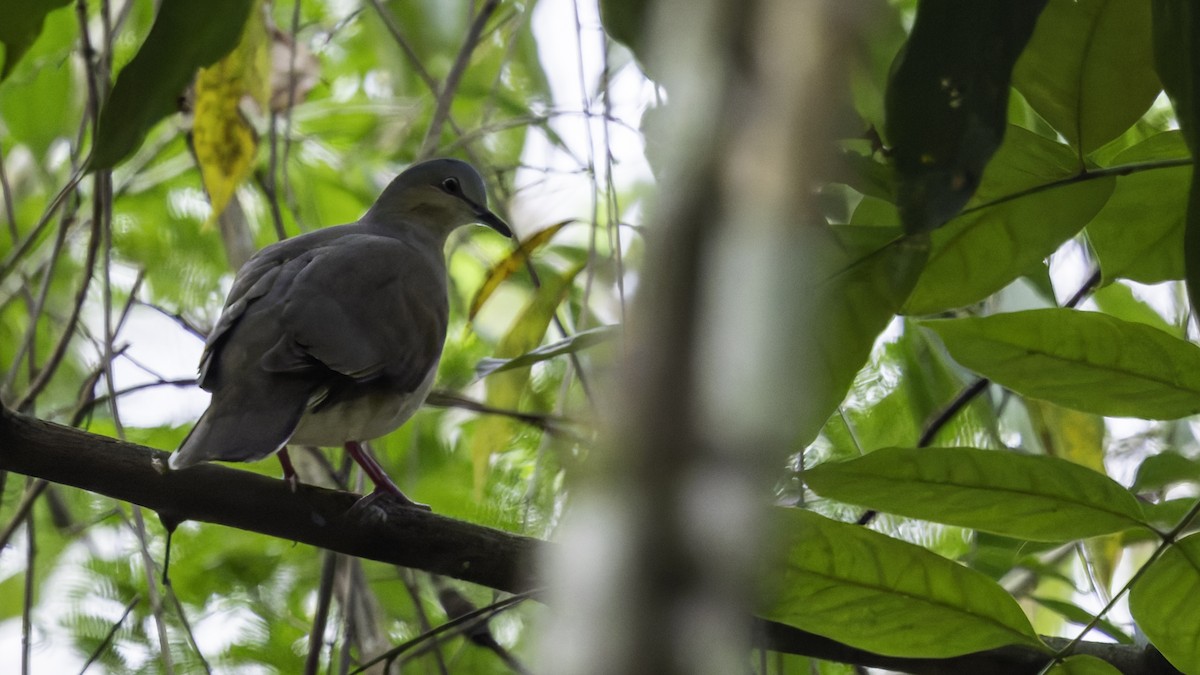 Gray-headed Dove (Gray-headed) - ML622161063