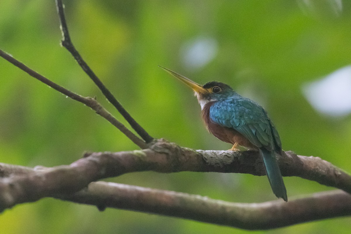 Yellow-billed Jacamar - José Castaño