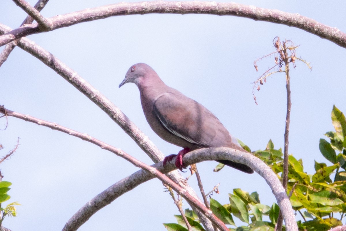 Plain Pigeon - ML622161145