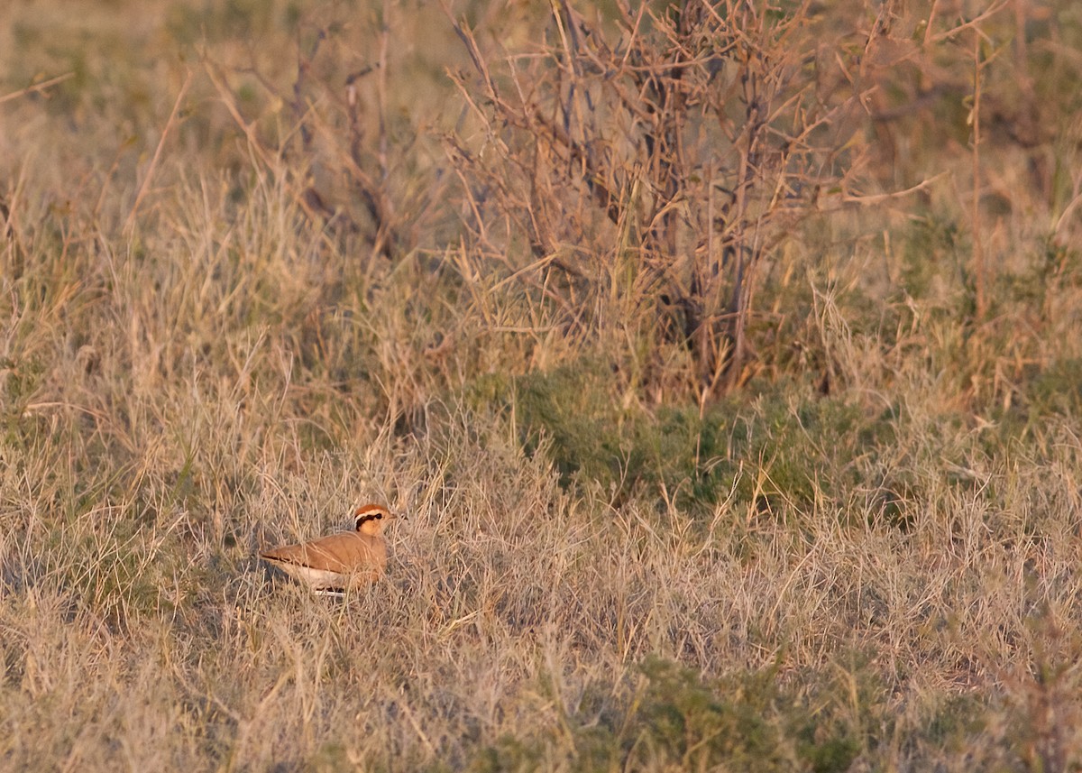 Temminck's Courser - ML622161146