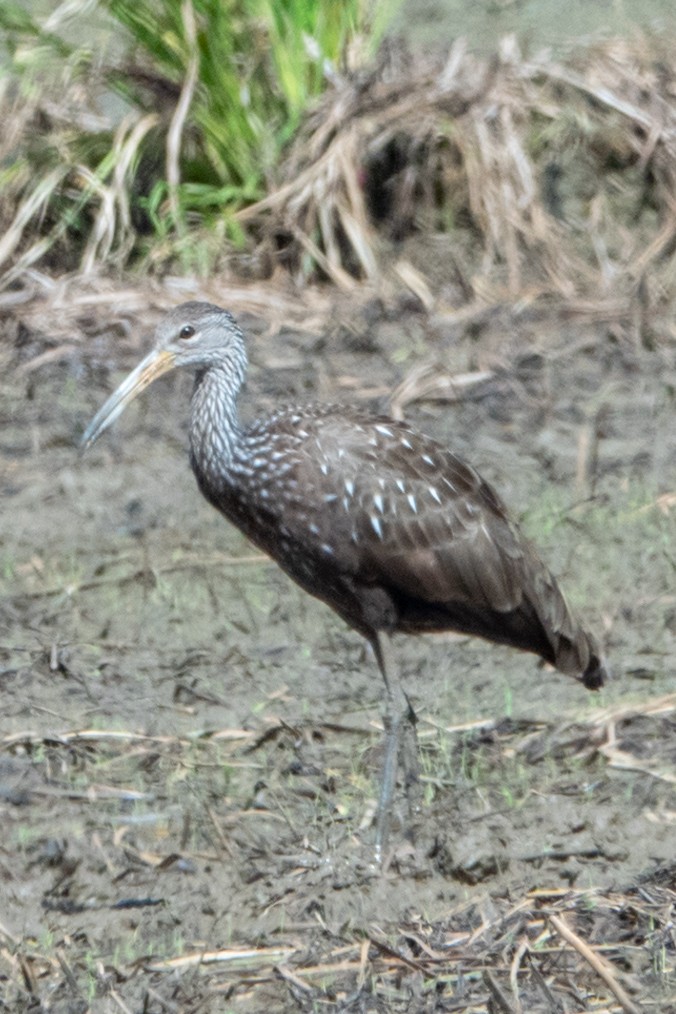 Limpkin - ML622161152