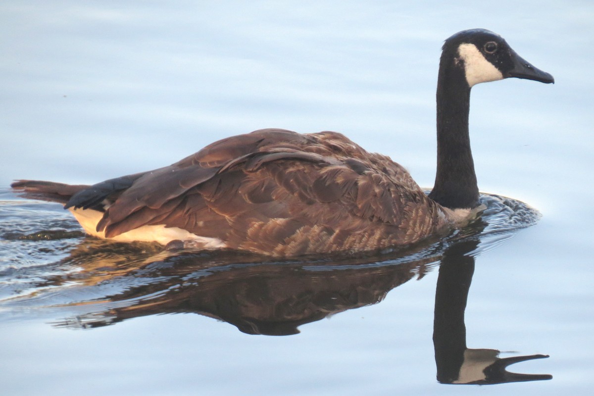 Canada Goose - ML622161155