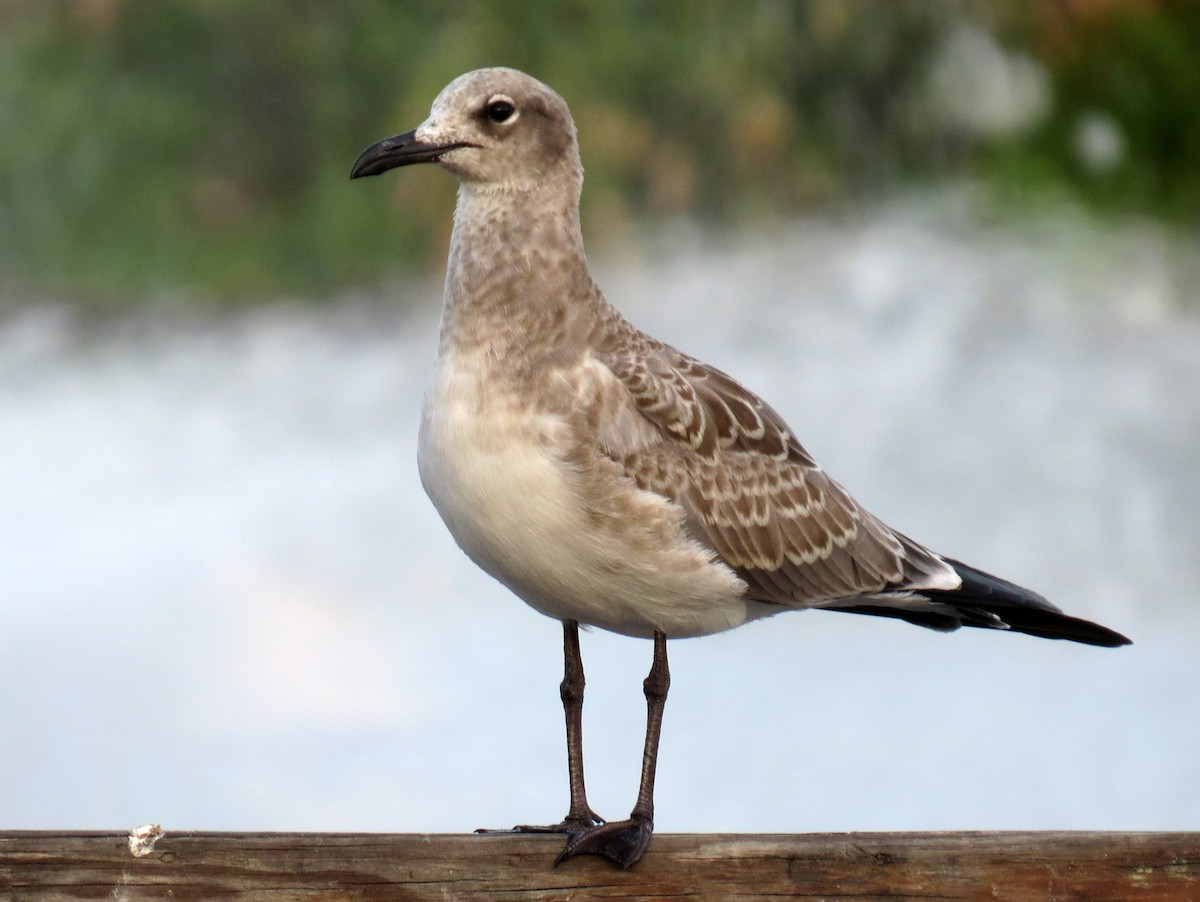 Laughing Gull - ML622161156