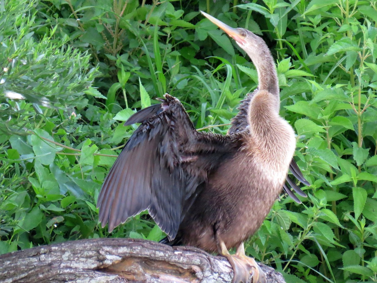 Anhinga - ML622161219