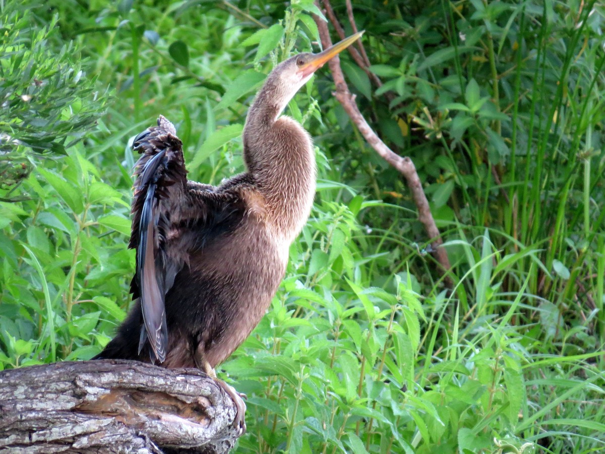 Anhinga - ML622161220