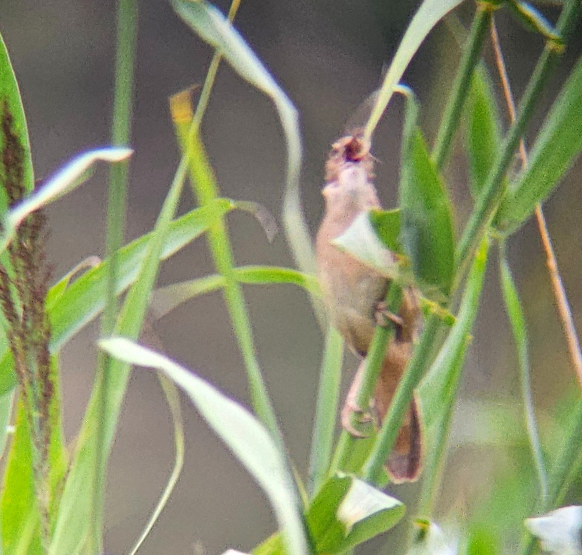 Savi's Warbler - George Koppel