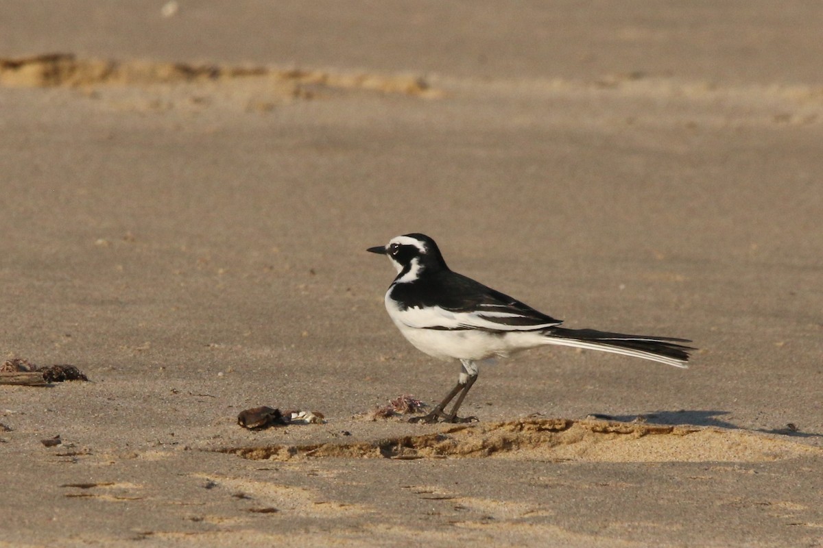 African Pied Wagtail - ML622161272