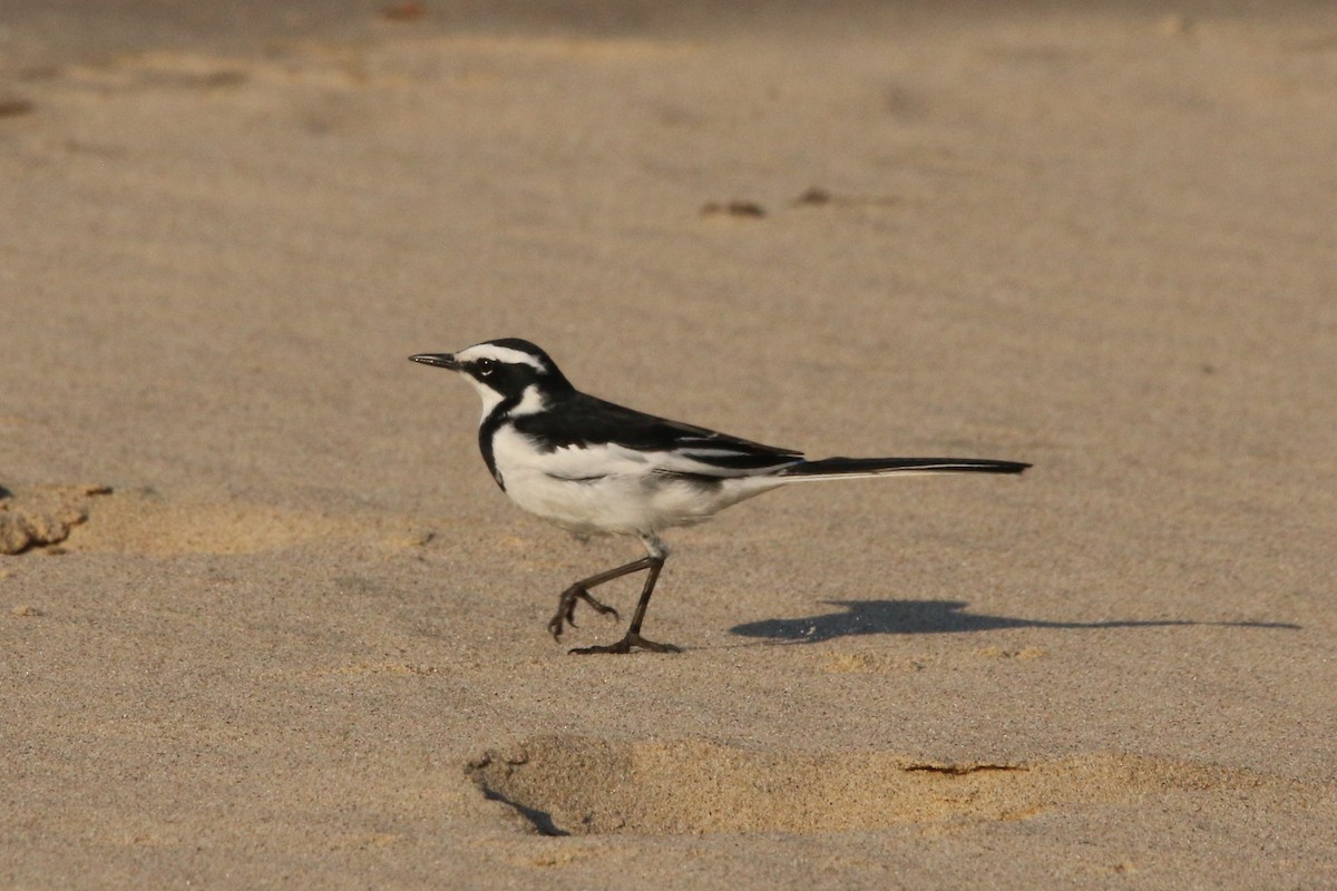 African Pied Wagtail - ML622161273