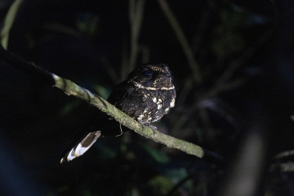 Silky-tailed Nightjar - ML622161276