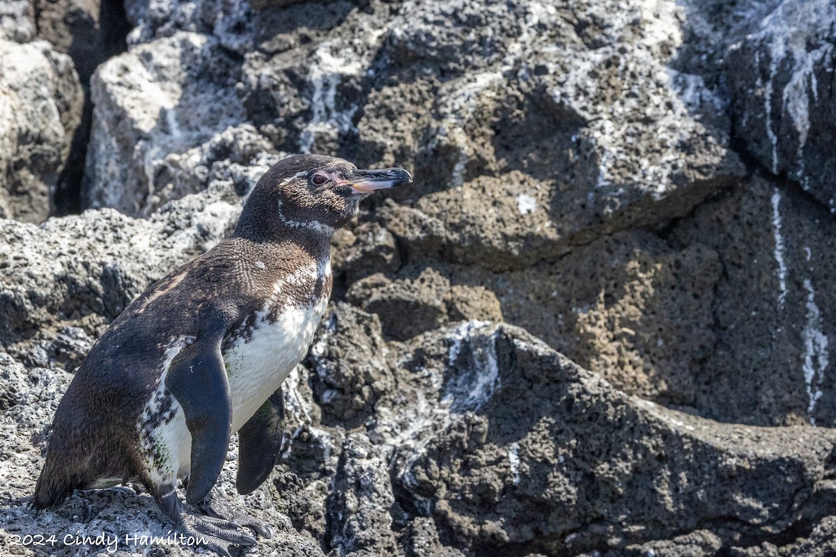 Galapagos Pengueni - ML622161282